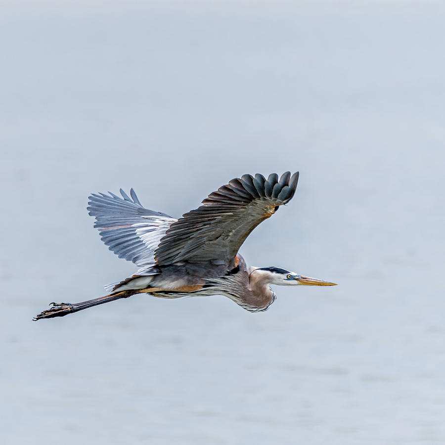In Flight Great Blue Heron Photograph