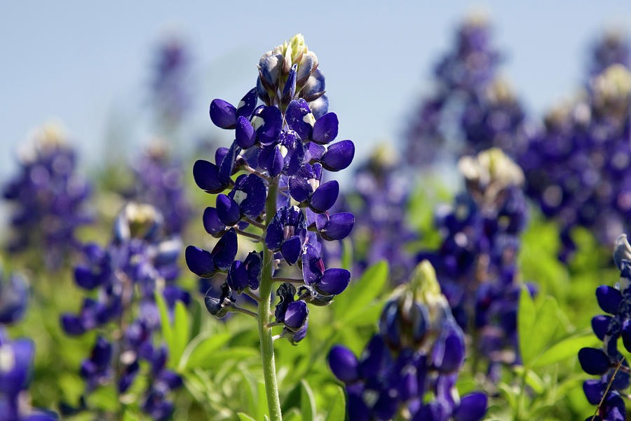 In Focus Shot Of A Pretty Bluebonnet In Photograph by Hartcreations
