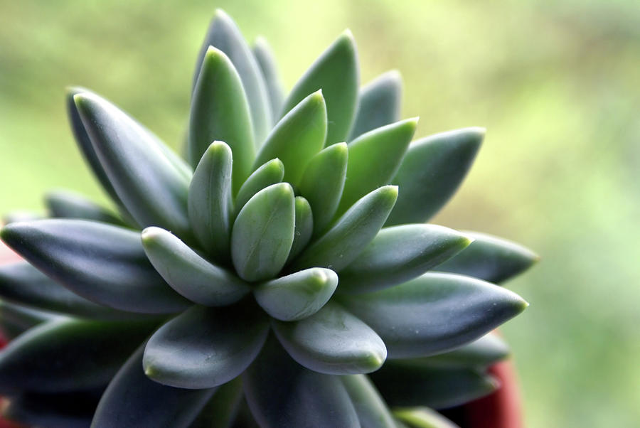 In Focus View Of Green Houseplant With Photograph by Dorin s