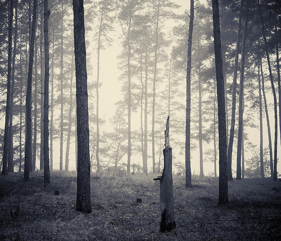 In memory... Horytsya, 2018. by Andriy Maykovskyi In memory... Horytsya, 2018. by Andriy Maykovskyi