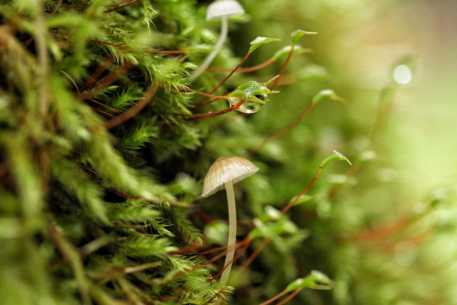 Fall Photograph - In Moss World ... Dewy Fresh Friendships by Connie Handscomb