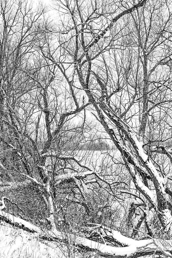 In Praise Of Willows - Harmony From Chaos 2 Bw Photograph