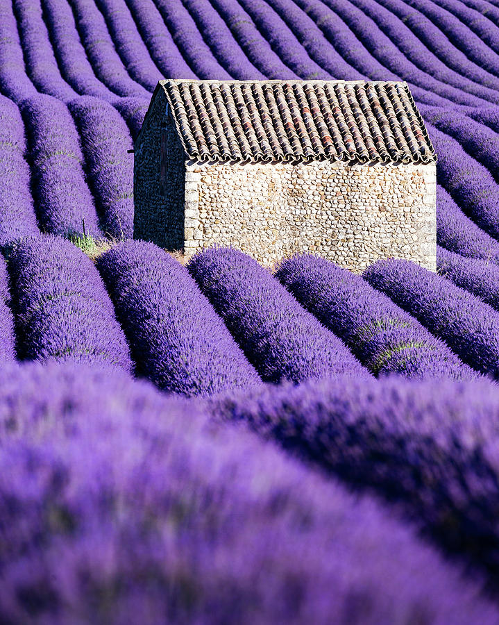 In Purple Photograph by Francesco Riccardo Iacomino