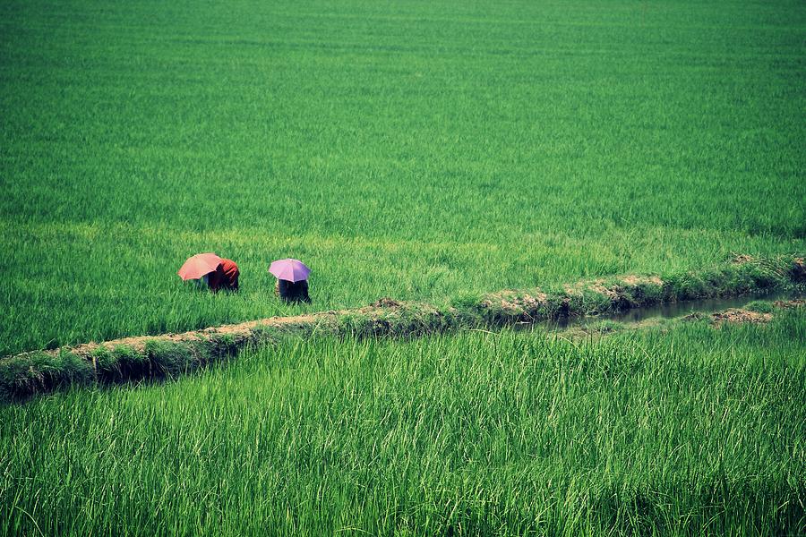 In Rice Fields Photograph by Thanks For Watching