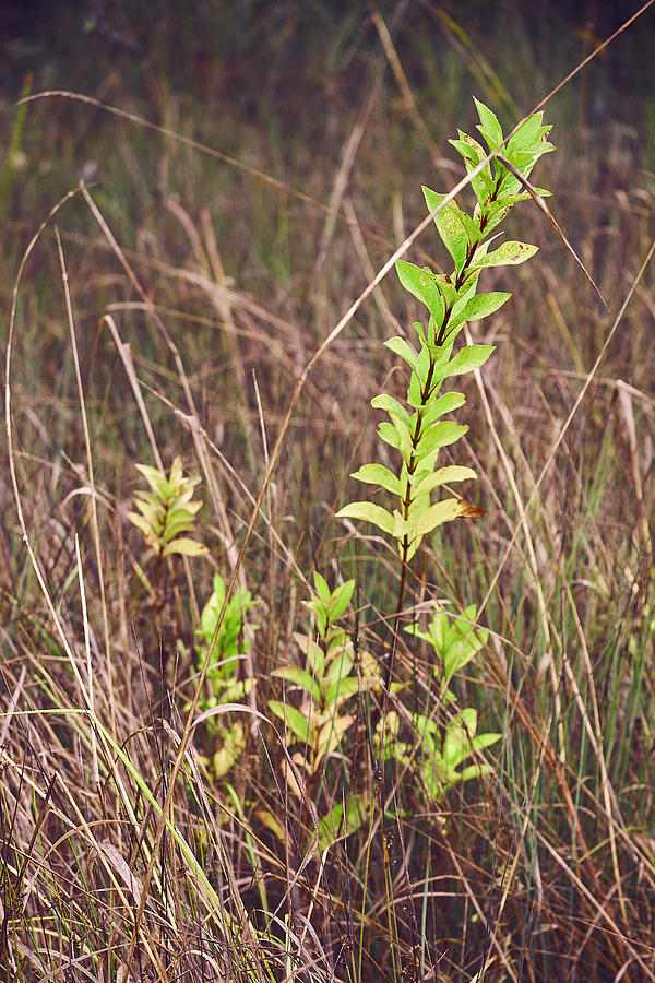 In Tall Grass Photograph by Whitney Goodey In Tall Grass Photograph by Whitney Goodey