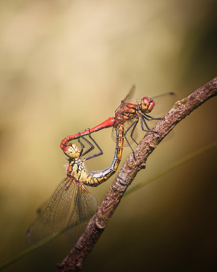 Wildlife Photograph - In The Act - Ruddy Darters by Magnus Renmyr