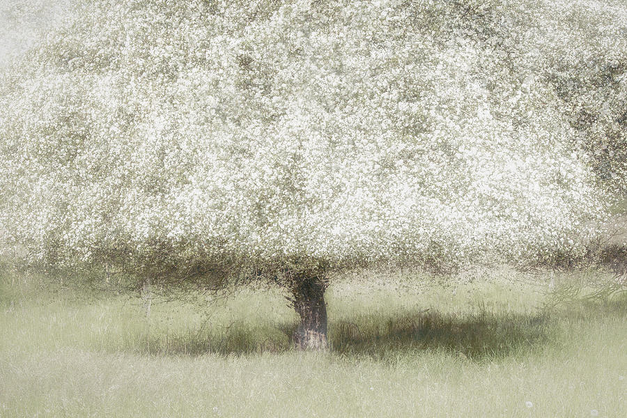 Tree Photograph - In The Backyard by Nel Talen