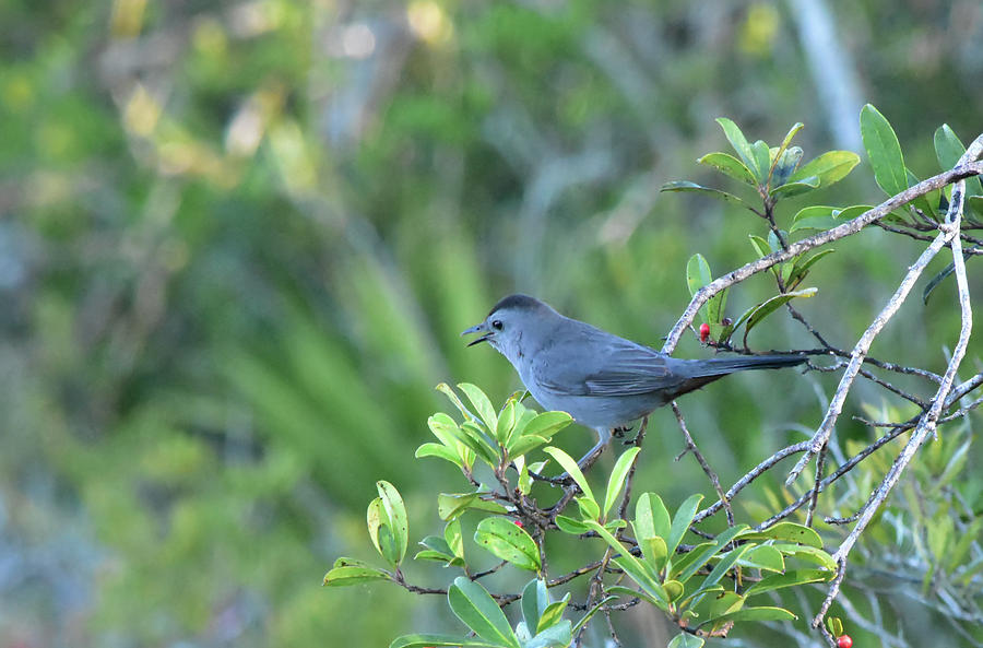 in-the-catbird-seat-photograph-by-william-tasker-fine-art-america