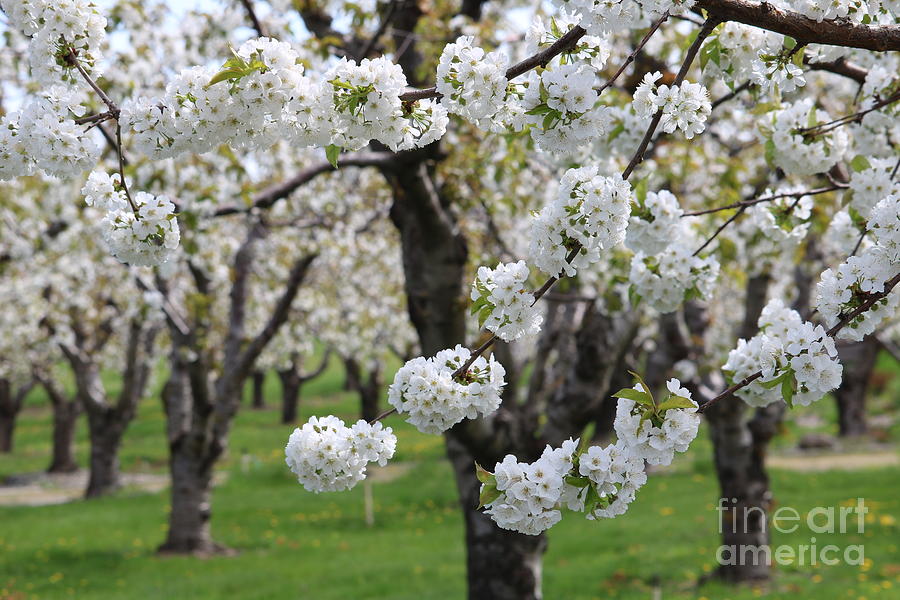 Spring Photograph - In the Cherry Orchard by Carol Groenen