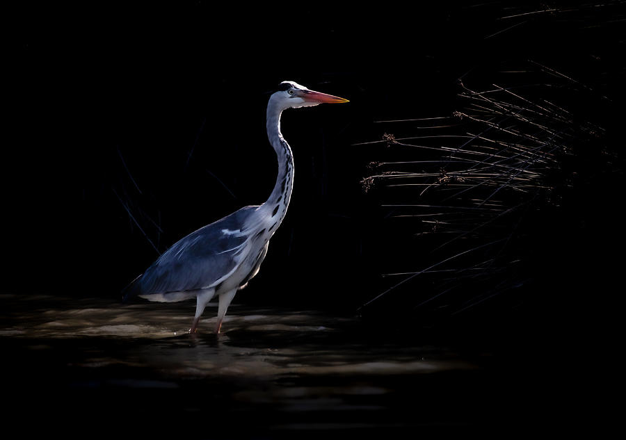 Heron Photograph - In The Delta by Zina Heg