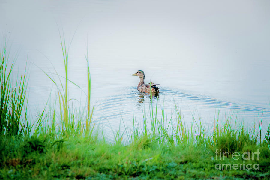 Nature Photograph - In The Ducks Wake by Sharon Mayhak Nature Photograph - In The Ducks Wake by Sharon Mayhak