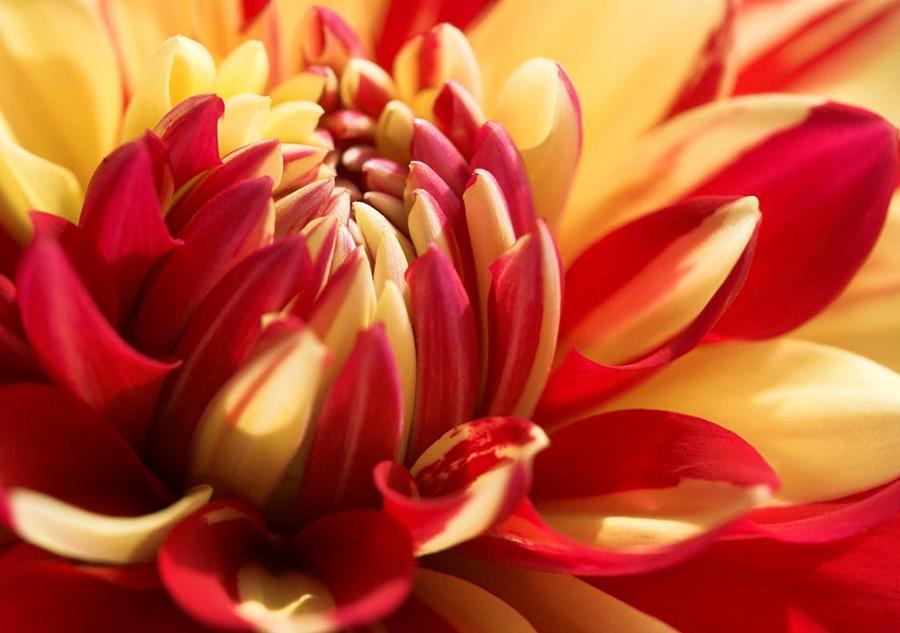 In The Family Of Alstroemeria by Sheila Mcdonald In The Family Of Alstroemeria by Sheila Mcdonald