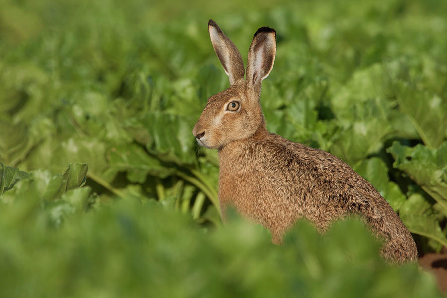In The Fields... Brown Hare Photograph