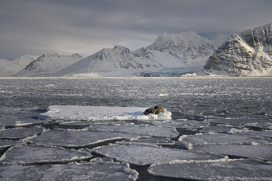 Wildlife Photograph - In The Fjord by Susanne Landolt