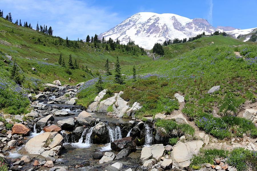 In the Flow at Mt. Rainier  Photograph by Christy Pooschke