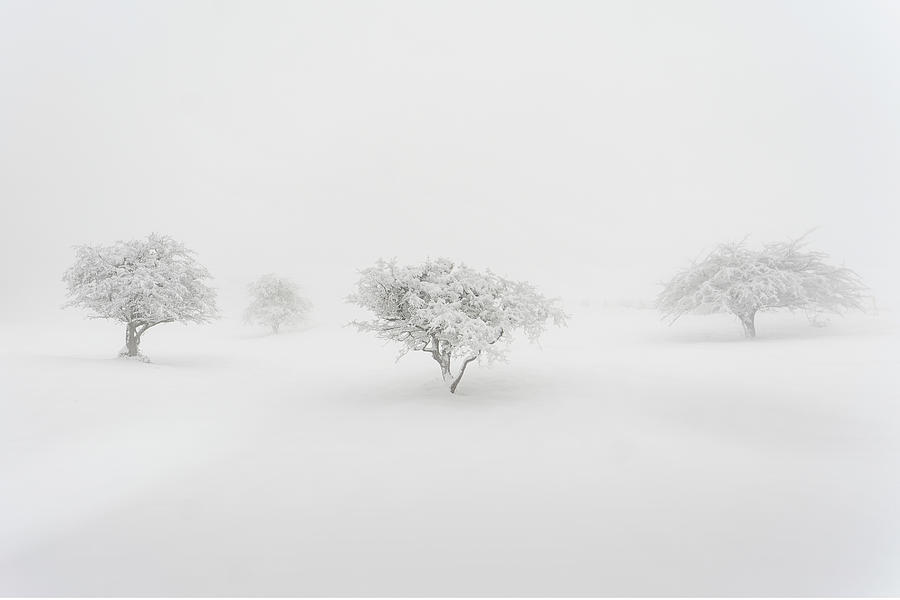 Tree Photograph - In The Fog by Jesus Concepcion Alvarado