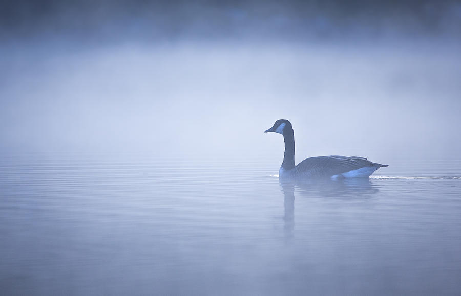 Nature Photograph - In The Fog by Ozan Aktas