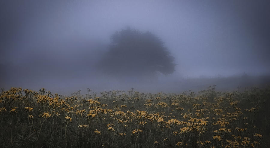 Flowers Still Life Photograph - In The Fog by Takafumi Yamashita