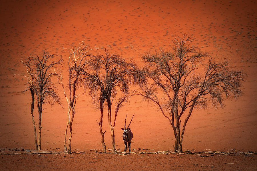 In The Heat Of High Noon Photograph by Irca Caplikas