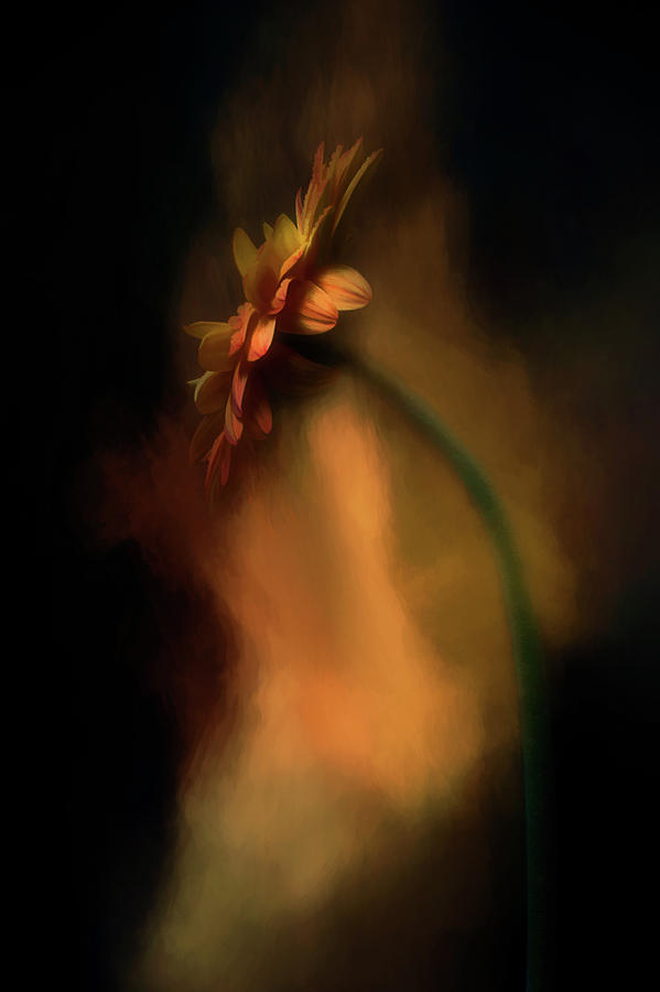 In The Light by Cyndy Doty In The Light by Cyndy Doty