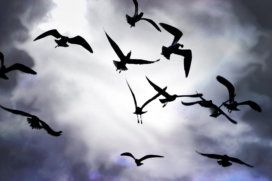 In The Light Of Silhouette Flight Of Seagulls In New Orleans Photograph