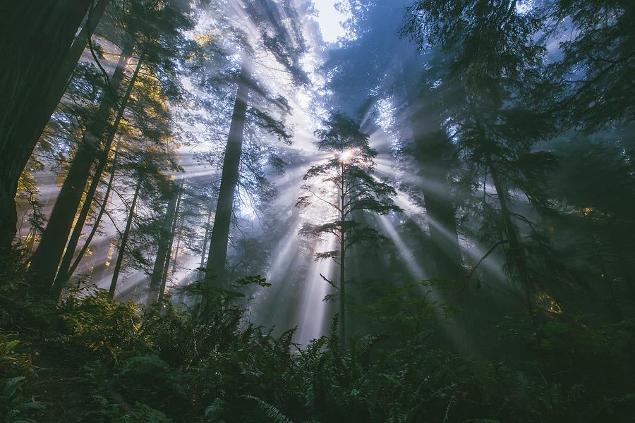 In The Light, Redwood Forest Photograph by Vincent James