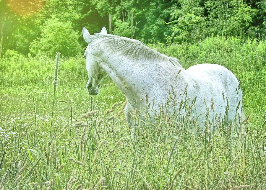 In The Meadow Photograph by Dressage Design