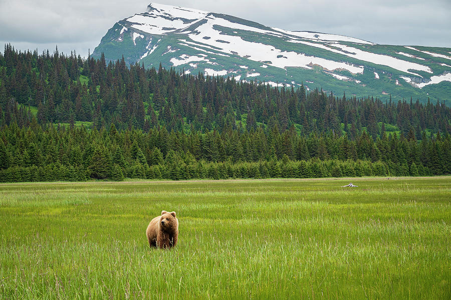 In The Meadow by Gary Lengyel In The Meadow by Gary Lengyel
