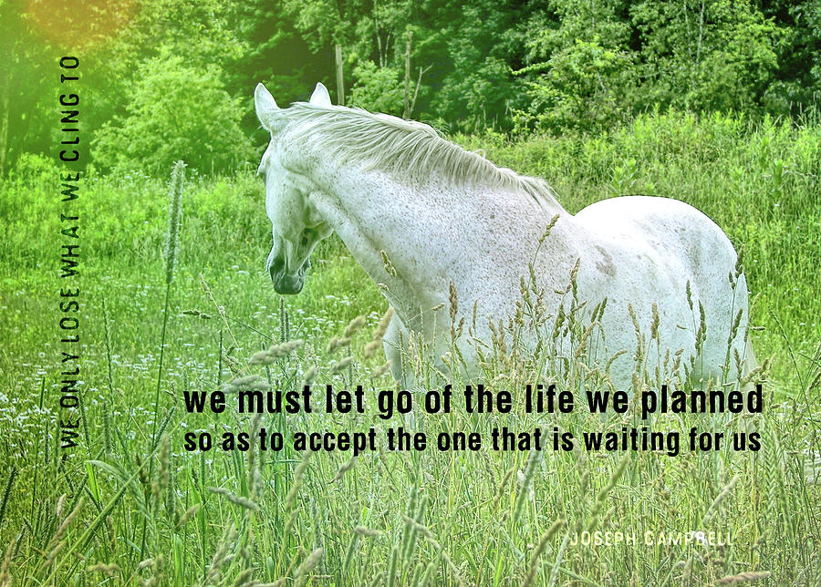 IN THE MEADOW quote Photograph by Dressage Design