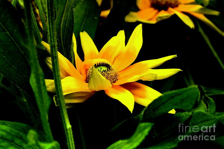 In The Middle 2 Photograph by Diana Mary Sharpton