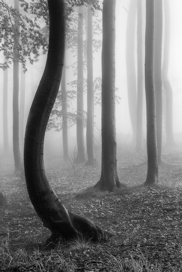 In The Misty Forest Photograph by Tom Pavlasek