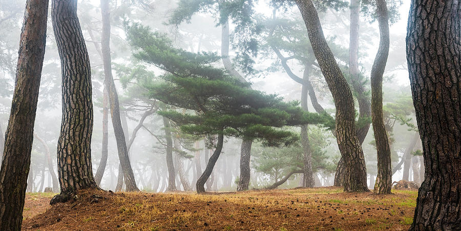 Tree Photograph - In The Misty Pine Forest by Jaeyoun Ryu