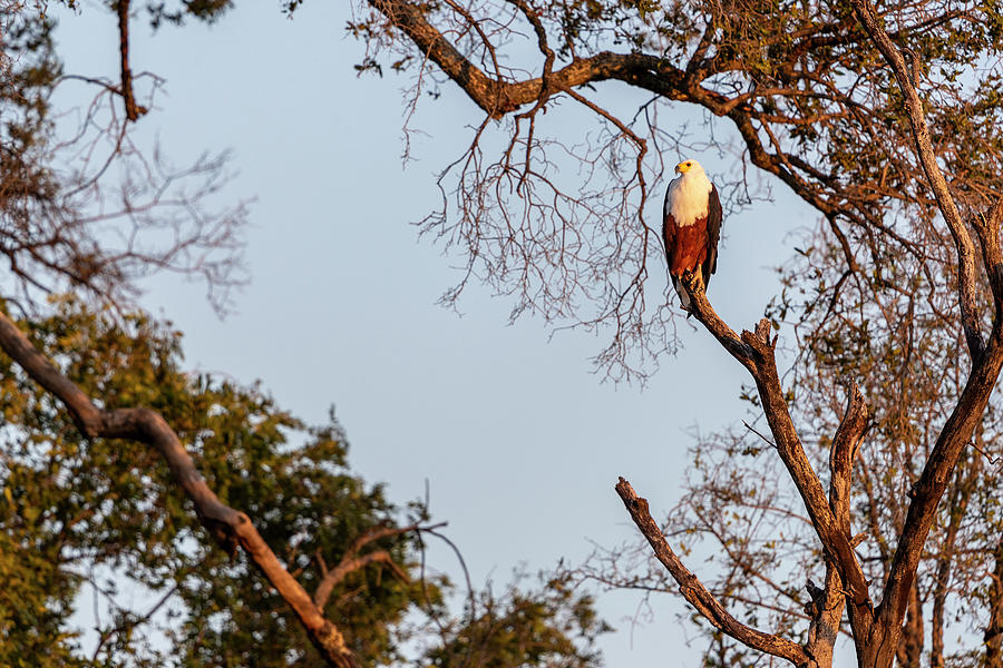 Wildlife Photograph - In The Morning Light, An African Fish Eagle Stands On A Branch by Cavan Images