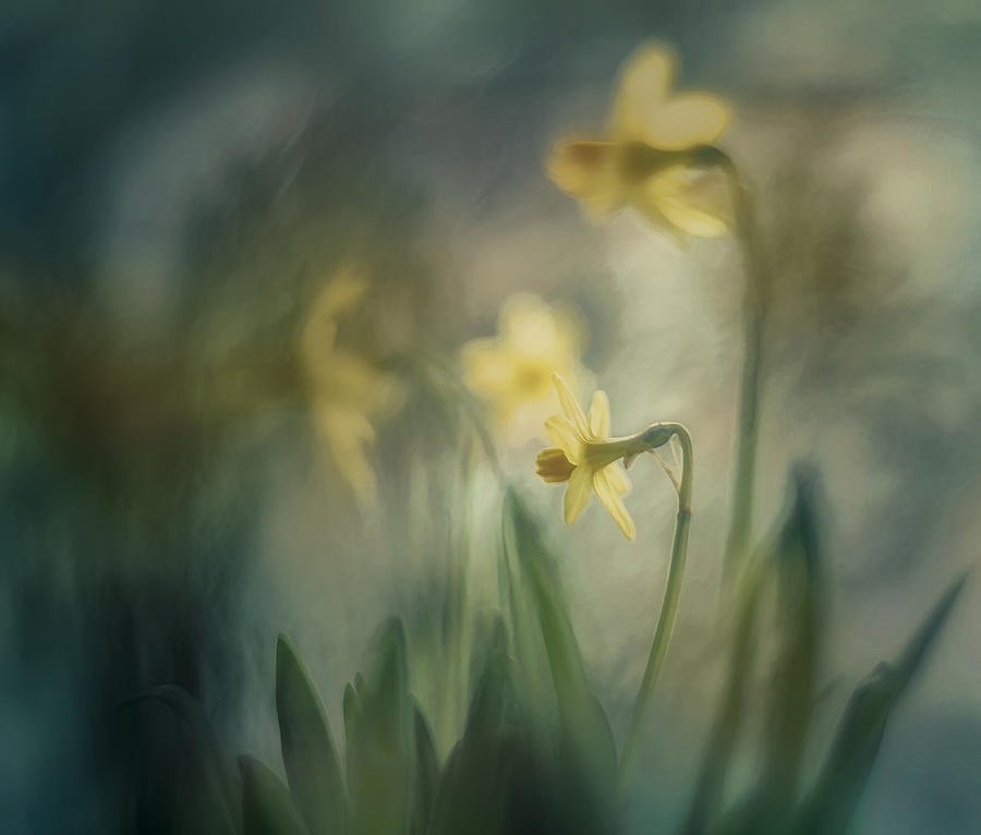 Daffodils Photograph - In The Morning by Nel Talen