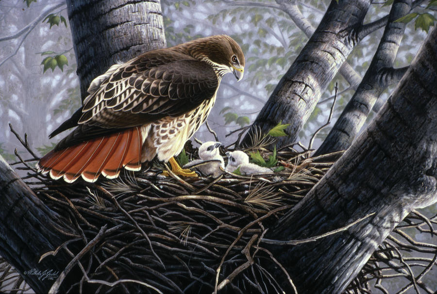 Bird Painting - In The Nest by Wilhelm Goebel