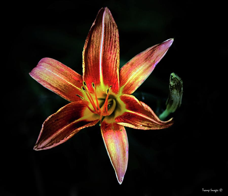 In The Pale Light by Wesley Nesbitt In The Pale Light by Wesley Nesbitt