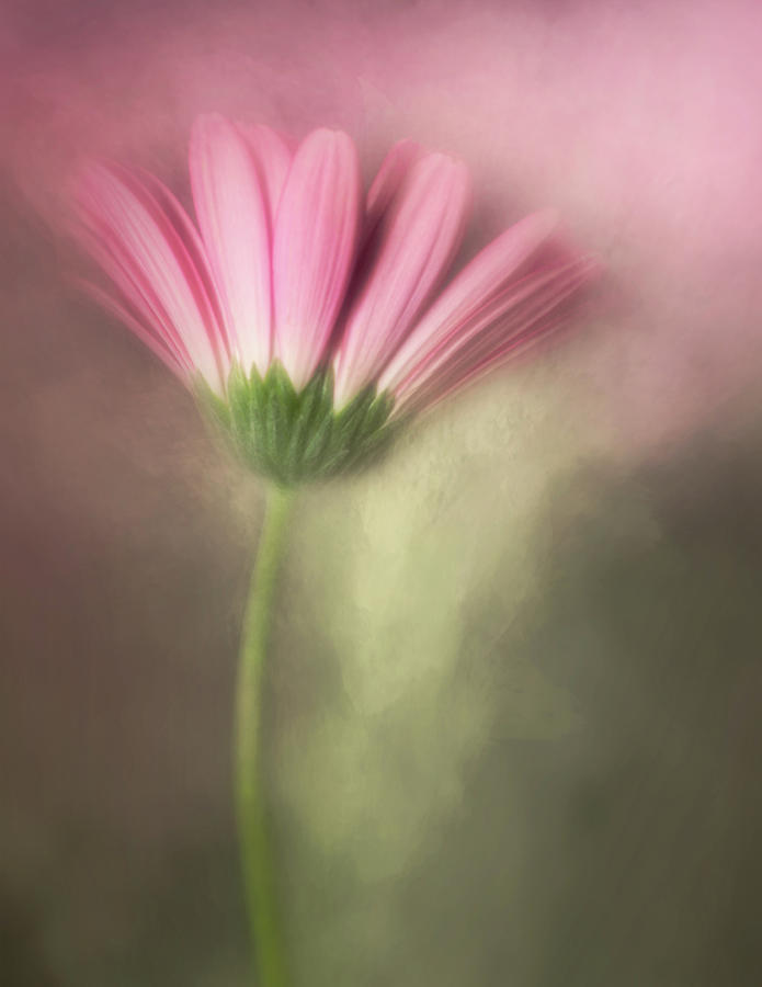 In The Pink by Cyndy Doty In The Pink by Cyndy Doty