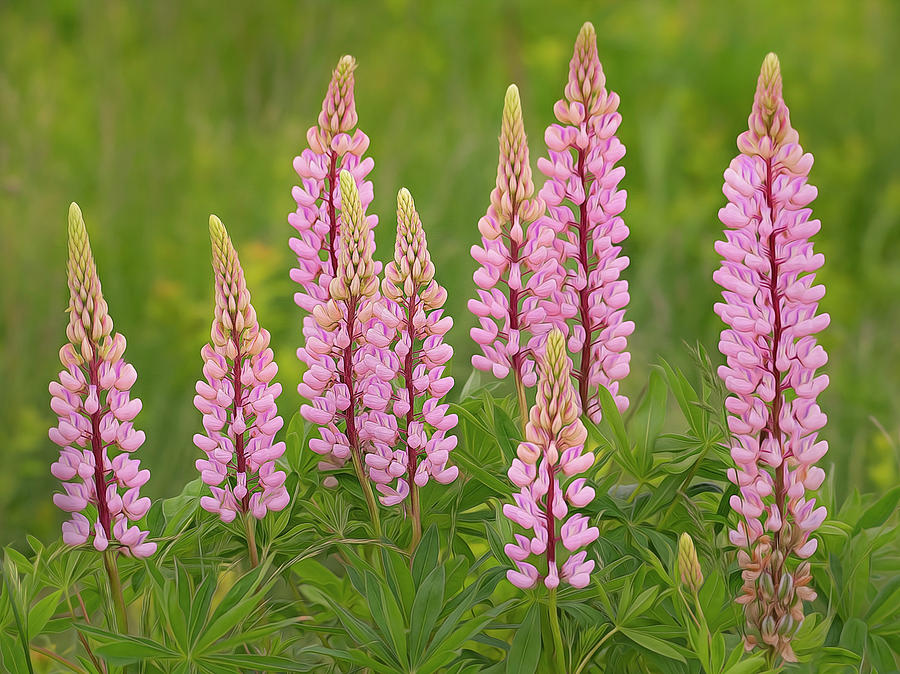 In the Pink Lupines Photograph by Linda Szabo