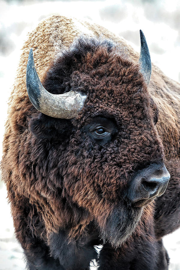 In The Presence Of Bison by OLena Art - Lena Owens In The Presence Of Bison by OLena Art - Lena Owens