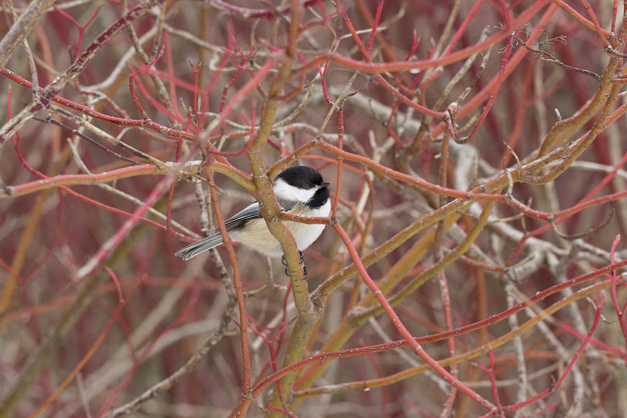 In the Red - Black Capped Chickadee - Poecile atricapillus Photograph by Spencer Bush
