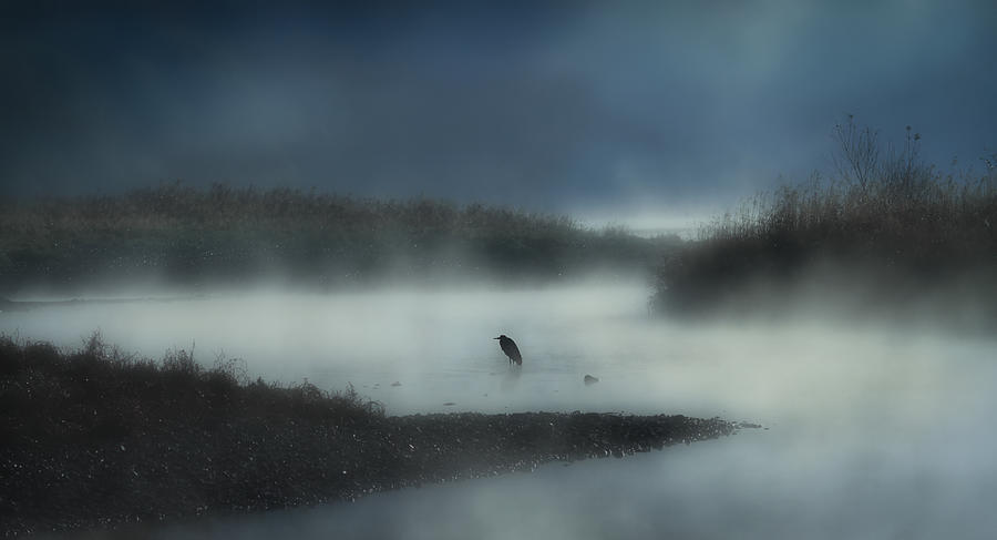 Egret Photograph - In The River Fog by Takafumi Yamashita