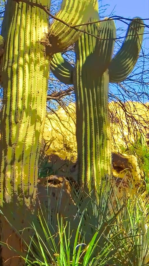 In the Shadow of Saguaros Photograph by Judy Kennedy