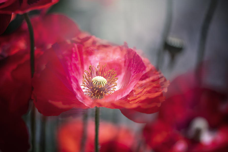 Poppy Photograph - In The Shadows by Jacky Parker