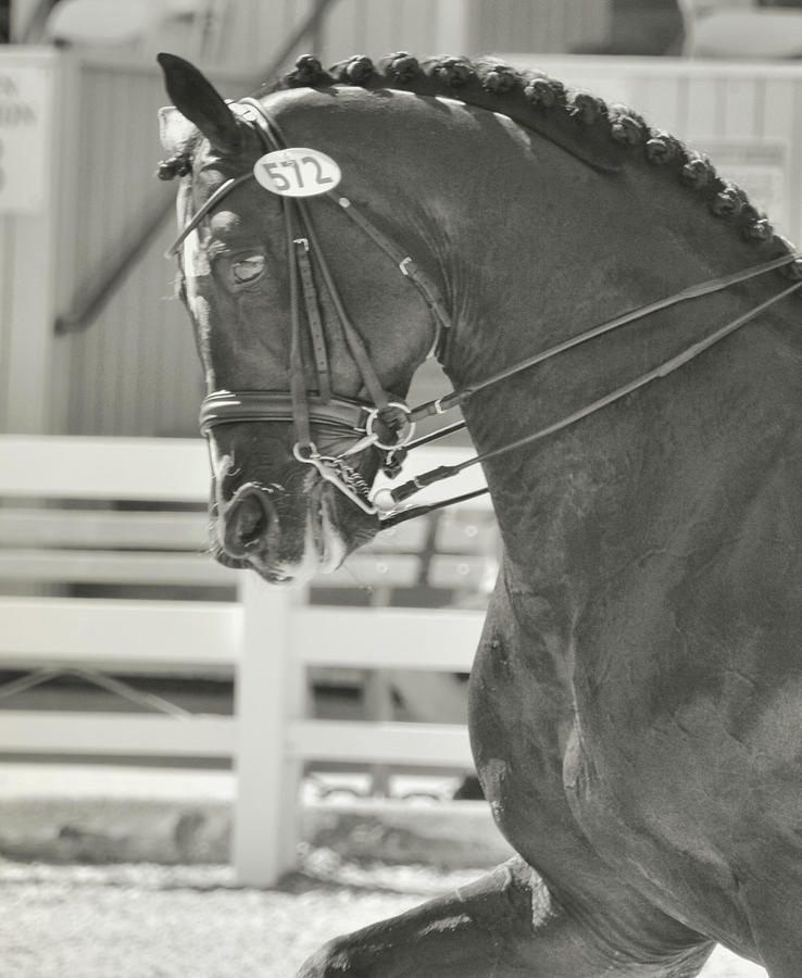 In The Show Ring Photograph by Dressage Design