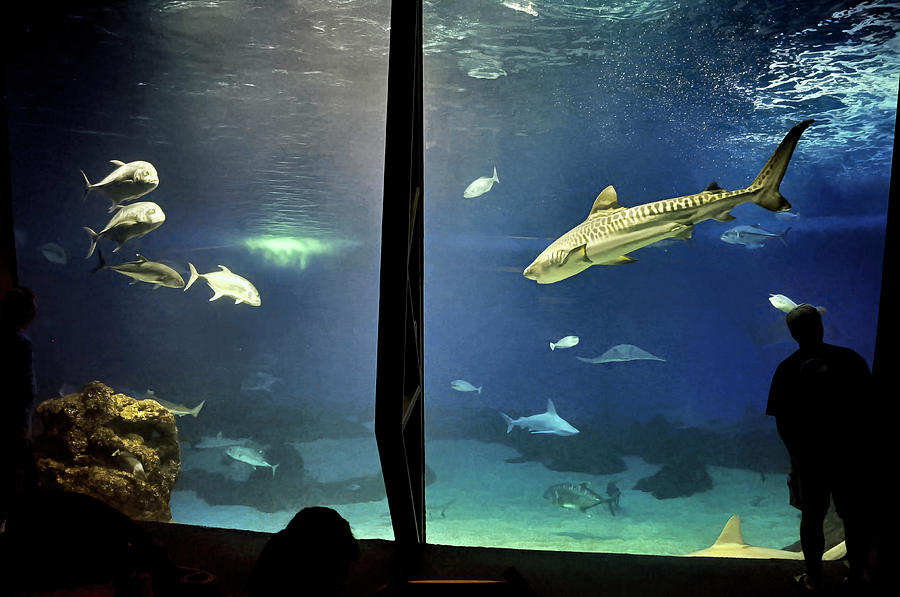 In the Tank by PAUL COCO In the Tank by PAUL COCO