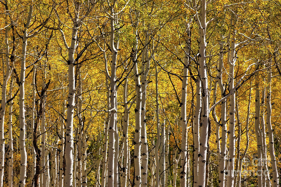 In The Thick Of Aspen Photograph by Doug Sturgess