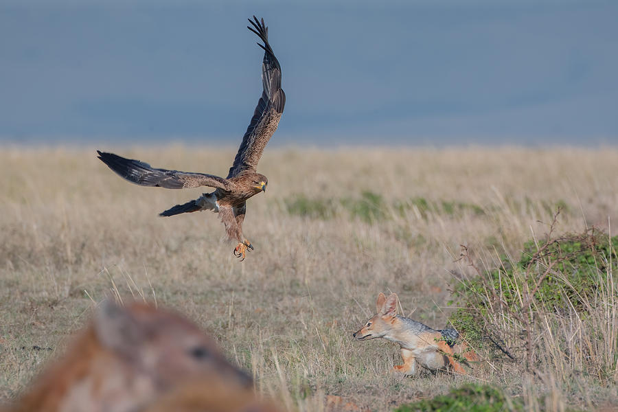 In The Wild, Need Always Be Ready To Run! Photograph By Sheila Xu 