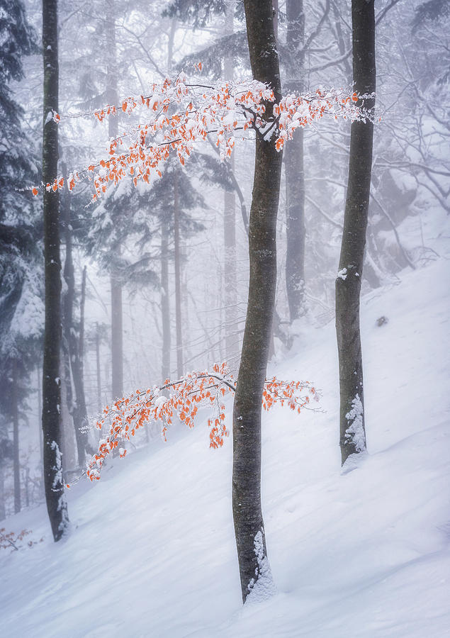 In The Winter Forest Photograph by Ales Krivec