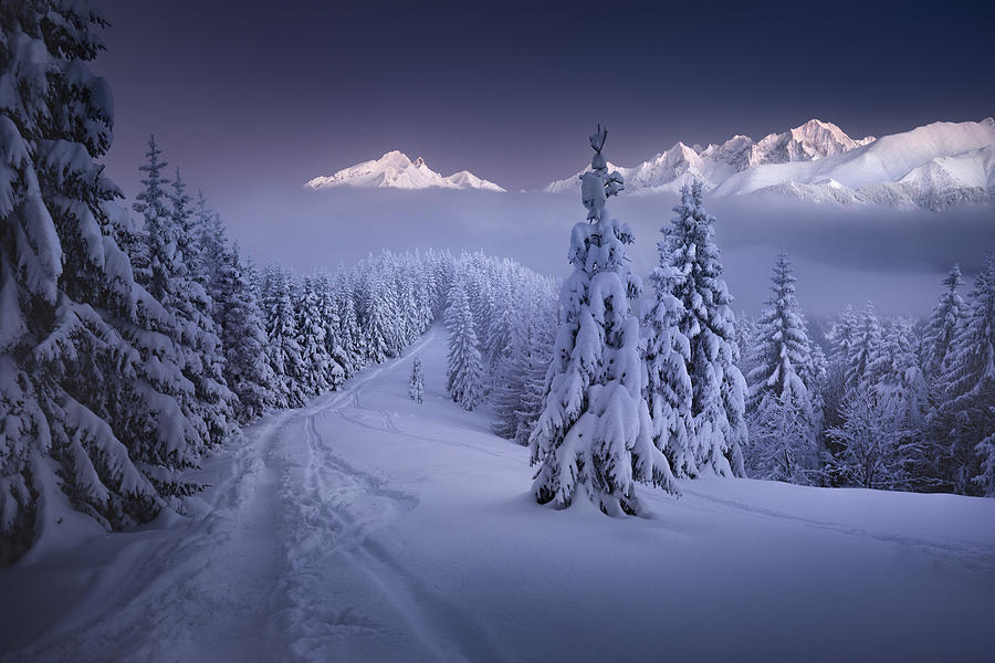 In The Winter Photograph by Karol Nienartowicz