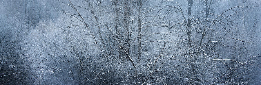Winter Photograph - In The Winter Park by Margarita Buslaeva